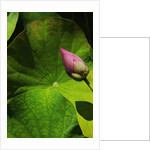 Lotus flower at Bang Pa-in Summer Palace in Thailand by Anonymous