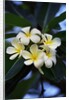 White frangipani flower by Anonymous
