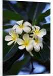 White frangipani flower by Anonymous