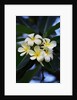 White frangipani flower by Anonymous