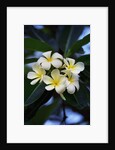 White frangipani flower by Anonymous
