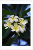 White frangipani flower by Anonymous
