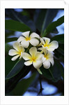 White frangipani flower by Anonymous