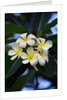 White frangipani flower by Anonymous