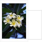 White frangipani flower by Anonymous