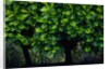 Lush green trees in Chiang Mai in Thailand by Anonymous