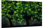 Lush green trees in Chiang Mai in Thailand by Anonymous