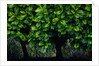 Lush green trees in Chiang Mai in Thailand by Anonymous
