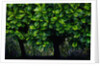 Lush green trees in Chiang Mai in Thailand by Anonymous
