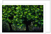 Lush green trees in Chiang Mai in Thailand by Anonymous