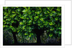 Lush green trees in Chiang Mai in Thailand by Anonymous