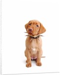 Fox red labrador puppy wearing large spiked collar by Corbis