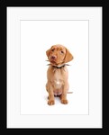 Fox red labrador puppy wearing large spiked collar by Corbis