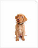 Fox red labrador puppy wearing large spiked collar by Corbis