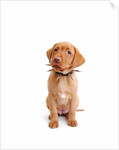 Fox red labrador puppy wearing large spiked collar by Corbis