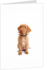 Fox red labrador puppy wearing large spiked collar by Corbis