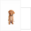 Fox red labrador puppy wearing large spiked collar by Anonymous
