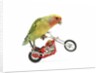 Rosy-faced lovebird perched on toy motorcycle do wheelie by Anonymous