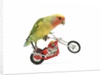 Rosy-faced lovebird perched on toy motorcycle do wheelie by Anonymous