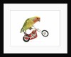 Rosy-faced lovebird perched on toy motorcycle do wheelie by Anonymous