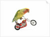Rosy-faced lovebird perched on toy motorcycle do wheelie by Anonymous