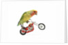 Rosy-faced lovebird perched on toy motorcycle do wheelie by Anonymous