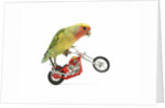Rosy-faced lovebird perched on toy motorcycle do wheelie by Anonymous