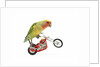 Rosy-faced lovebird perched on toy motorcycle do wheelie by Anonymous