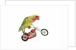 Rosy-faced lovebird perched on toy motorcycle do wheelie by Anonymous
