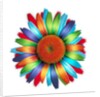 Brightly colored daisy by Anonymous