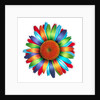 Brightly colored daisy by Anonymous