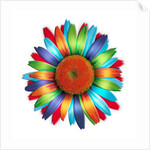 Brightly colored daisy by Anonymous