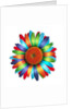 Brightly colored daisy by Anonymous