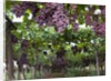 Red table grapes on vine in Basilicata by Anonymous