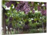 Red table grapes on vine in Basilicata by Corbis