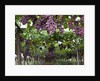 Red table grapes on vine in Basilicata by Corbis