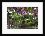 Red table grapes on vine in Basilicata by Corbis