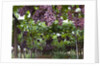 Red table grapes on vine in Basilicata by Corbis