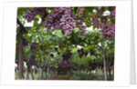 Red table grapes on vine in Basilicata by Corbis