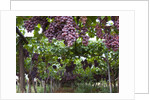 Red table grapes on vine in Basilicata by Corbis