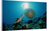 Hawksbill Sea Turtle (Eretmochelys imbricata) eating a Jellyfish, Indian Ocean by Anonymous