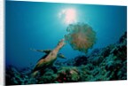 Hawksbill Sea Turtle (Eretmochelys imbricata) eating a Jellyfish, Indian Ocean by Anonymous
