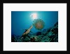 Hawksbill Sea Turtle (Eretmochelys imbricata) eating a Jellyfish, Indian Ocean by Anonymous