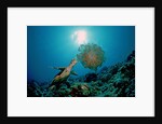 Hawksbill Sea Turtle (Eretmochelys imbricata) eating a Jellyfish, Indian Ocean by Anonymous