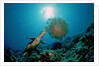 Hawksbill Sea Turtle (Eretmochelys imbricata) eating a Jellyfish, Indian Ocean by Anonymous