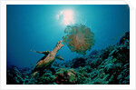 Hawksbill Sea Turtle (Eretmochelys imbricata) eating a Jellyfish, Indian Ocean by Anonymous