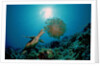 Hawksbill Sea Turtle (Eretmochelys imbricata) eating a Jellyfish, Indian Ocean by Anonymous