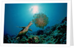 Hawksbill Sea Turtle (Eretmochelys imbricata) eating a Jellyfish, Indian Ocean by Anonymous