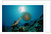 Hawksbill Sea Turtle (Eretmochelys imbricata) eating a Jellyfish, Indian Ocean by Anonymous
