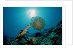 Hawksbill Sea Turtle (Eretmochelys imbricata) eating a Jellyfish, Indian Ocean by Anonymous